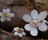 Palest pink single with petaloid stamens